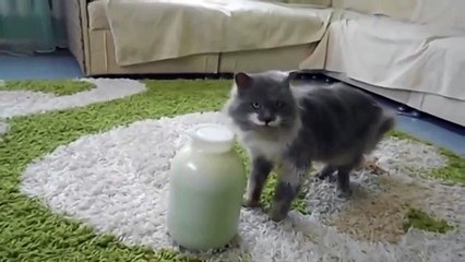 Для кота крышка не проблема)