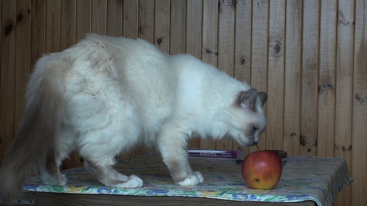 Jabłko