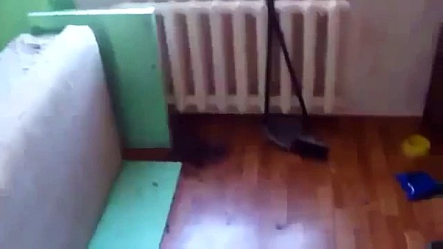 Угадайте по мордам, кто из котов виноват