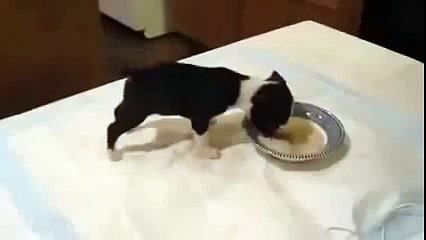 Щенок уморительно кушает  Я плакал от смеха))
