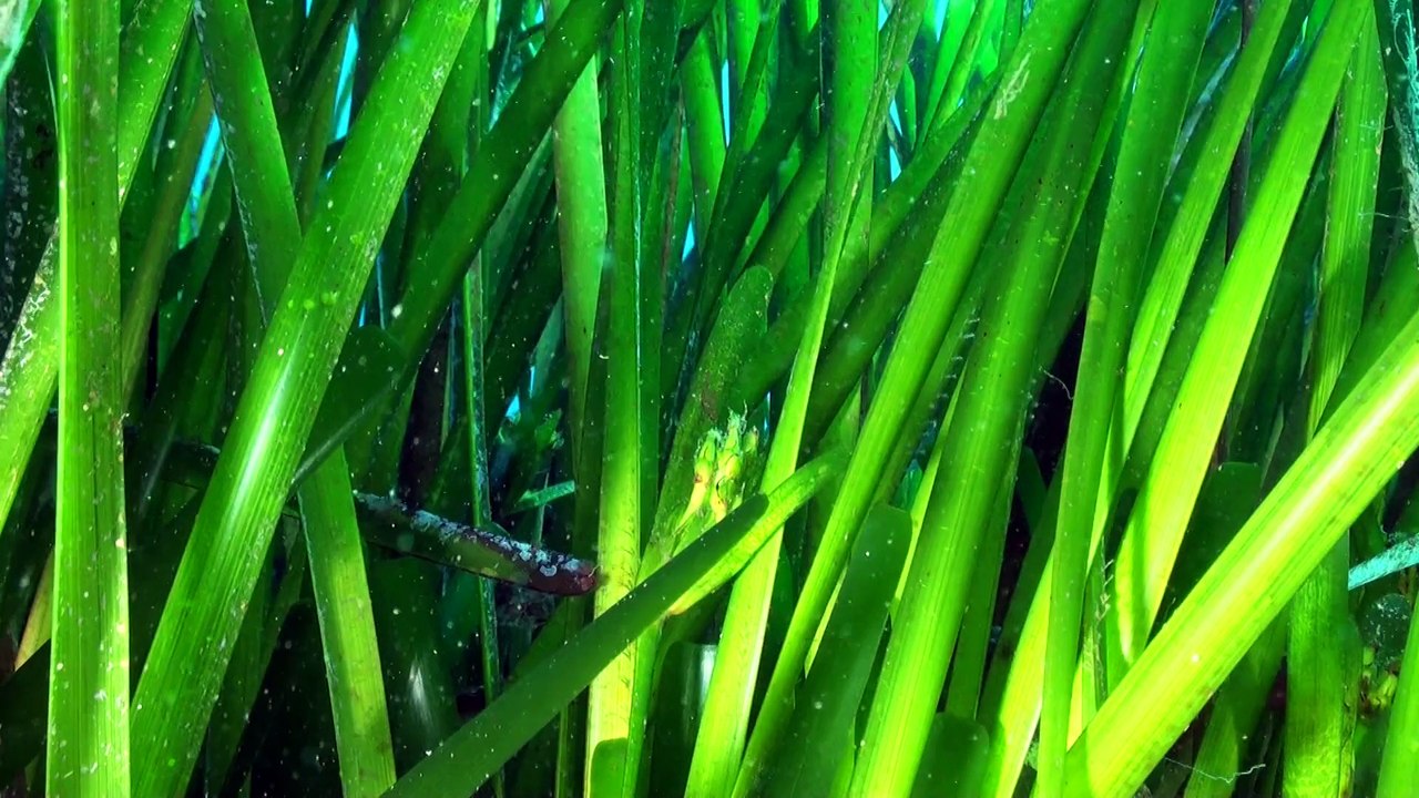 2015-10 posidonie fleur