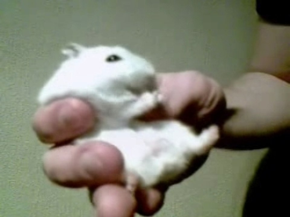 Hamster eating cheese