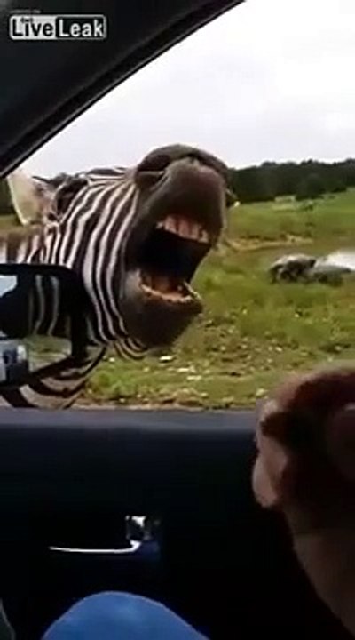 Dublaj Yapılan Zebra