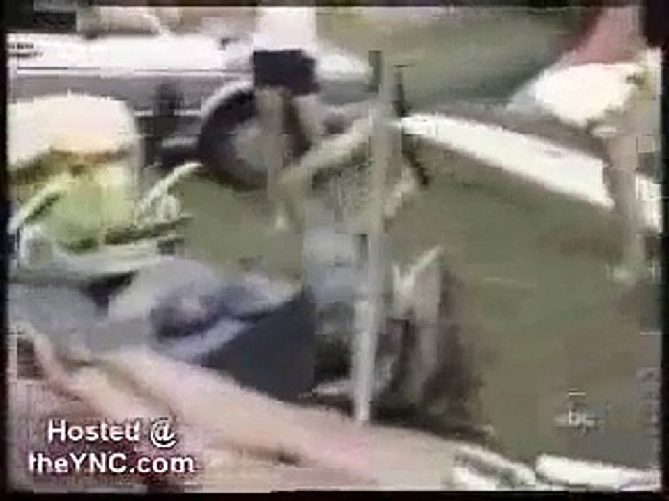 Funny Dog Videos