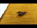 Jumping Spider - Salticidae - Papa-moscas