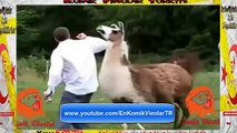Lama Kızıyor Adamı Kovalıyor Arkadaşı Gülme Krizine Giriyor Komik Video lar izle