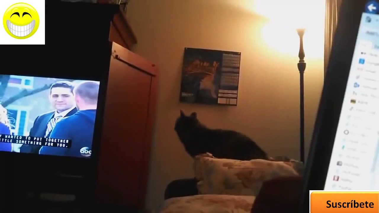 Videos de Risa Gatos Chistosos