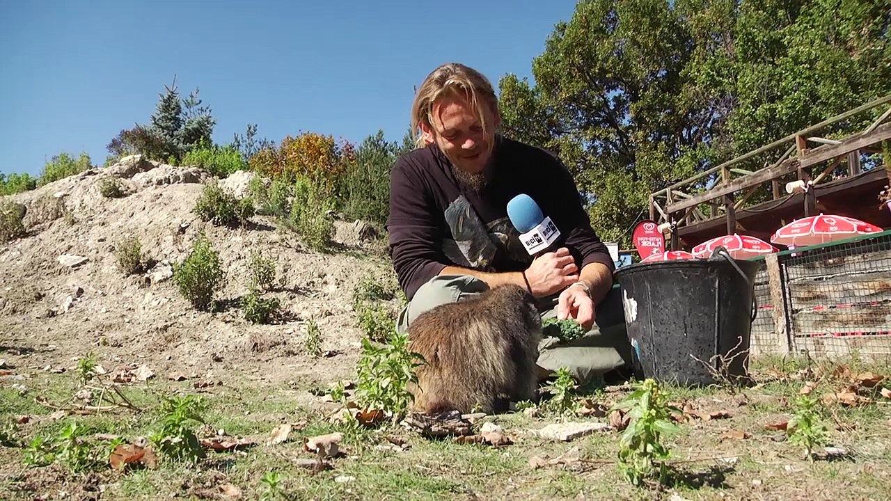 D!CI TV : Bienvenue chez vous à la montagne aux marmottes