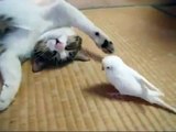 ★ Pajaro Despierta A Su Mejor Amigo El Gato!! ★ humor gatos - video divertido gatos chistosos