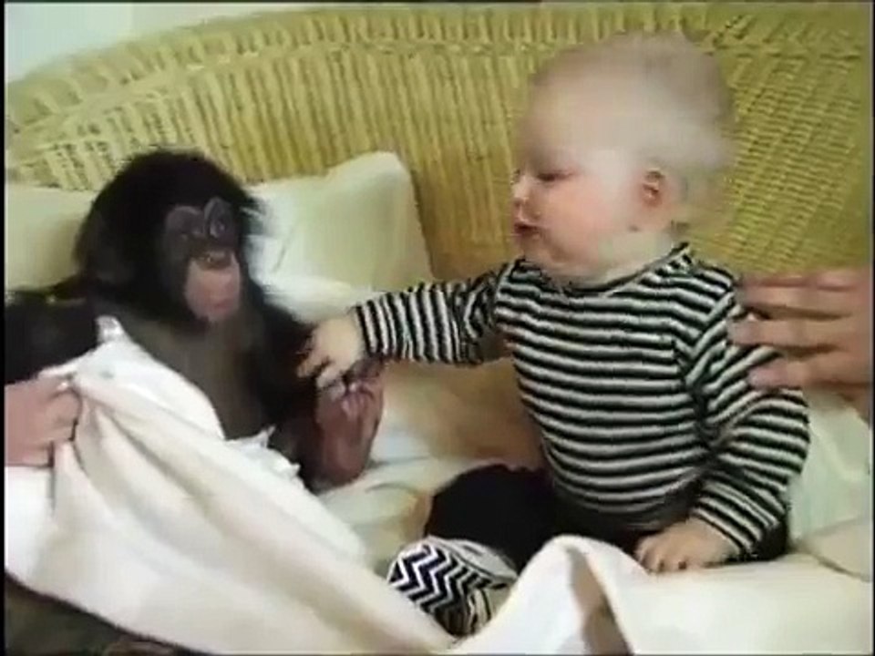 Bebe Mono Es Amigo De Bebe Humano!! ★ Mono Tierno - Mono Divertido - Mono Chistoso
