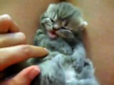 Bonito Gatito Despertandose! ★ humor gatos - video divertido gatos chistosos risa gato
