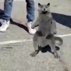 Un chat qui fait du hip-hop