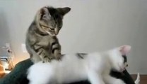Masaje de gato video divertido de animales funny animals video cats massage