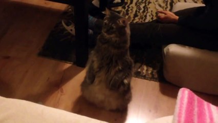 Реакция кота на появление нового члена семьи!