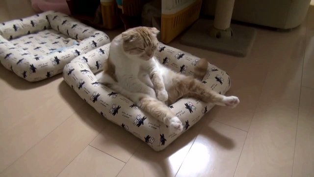 Самый грустный в мире кот!