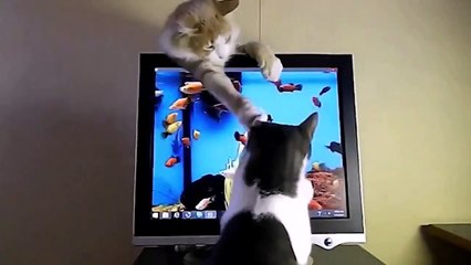 Современные коты вот так охотятся и рыбачат!