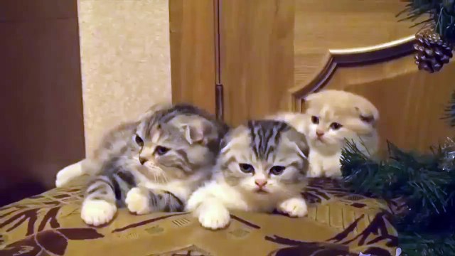 Сонная цепная реакция, а началось все с хозяина!