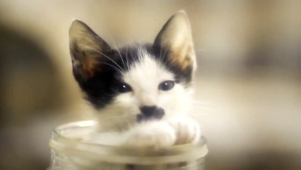 Утиии какой милашка!