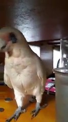 Eric Wants To Go Out For His Walk. But His Human Tells Him No. See His Revenge
