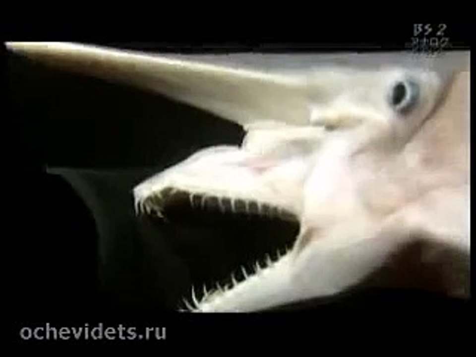 Монстр из глубин Мирового океана!