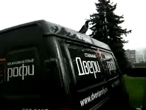 Ворона или Петух\? О_о