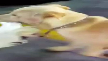 Mother Dog Carries Baby Puppy in Plastic Bag