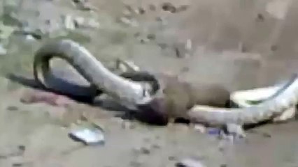 Duel cobra mortel vs mangouste