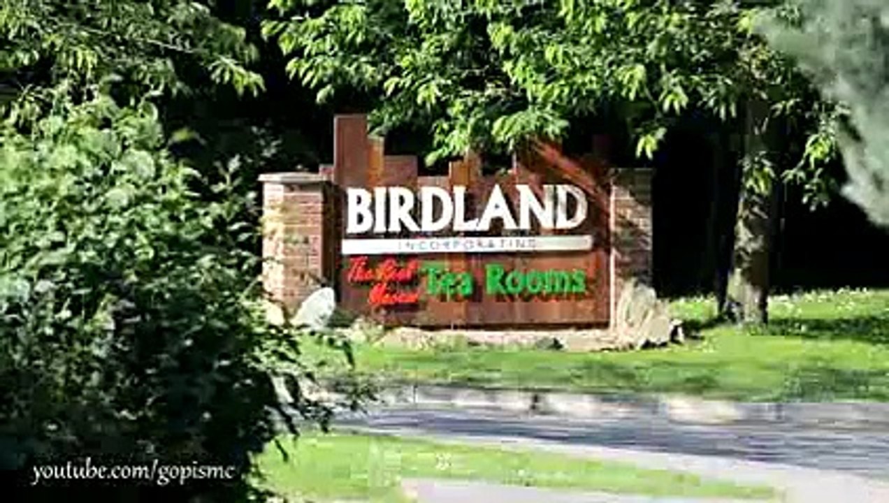Birds - HD -