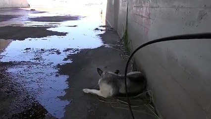 Scendono in un canale e la trovano che dorme tutta sola: il salvataggio è commovente