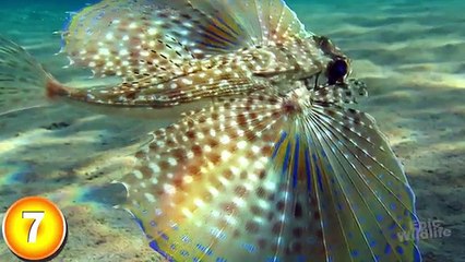 15 incredibili creature che abitano il mare, ma che guardandole non crederai ai tuoi occhi