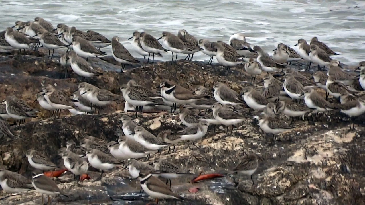 Tournepierres à Collier