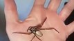 Handling a Huge Australian Spider