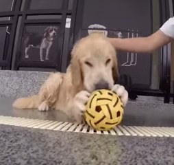 Télécharger la video: Golden Retriever's Underwater Swim Captured by GoPro