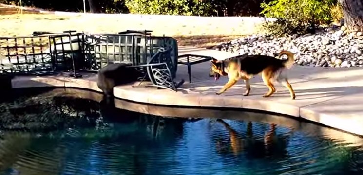 Clever Dog Kali Finds a Way Into the Pool