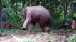 Elephant-kicking-at-Annakota-Guruvayoor-Trichur-Kerala-6yCBe1GIn1c