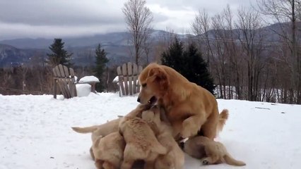 This is probably the cutest video of the day