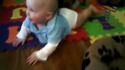 Funny dogs annoying babies - Cute dog & baby compilation