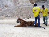 Pissed off Tiger in the Tiger Temple Thailand  Kanchanaburi-XELJ9_Fy0ag