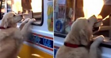 Zack The Golden Retriever Loves Ice Cream So Much That He Buys His Own