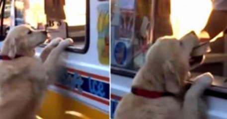 Zack The Golden Retriever Loves Ice Cream So Much That He Buys His Own
