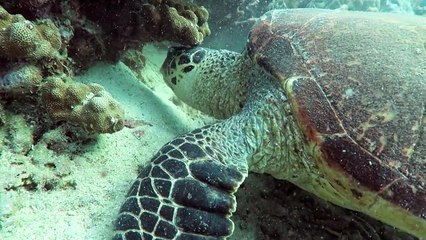 Simply Scuba Tioman Trip 091015
