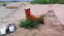 The Ultimate Cute Shiba Inu BIG Compilation