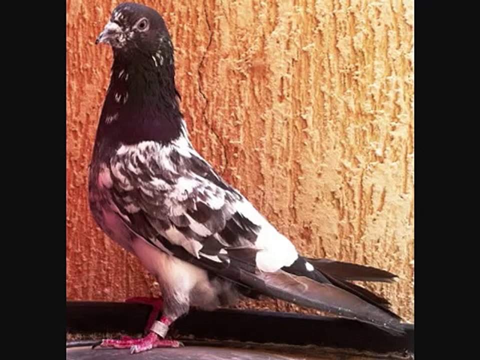 alfadori bankay pakistani pigeon