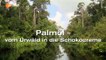 Palmöl - vom Urwald in die Schokocreme - ZDF planet e