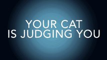 What Cats Really Think Of You
