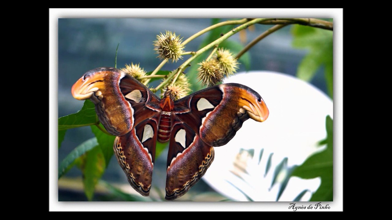 Ferme aux Papillons 15-08-2015
