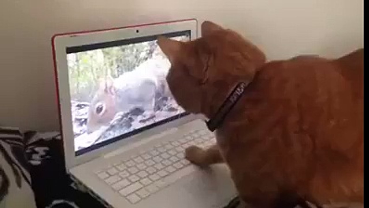 Le chat et la souris d'ordinateur
