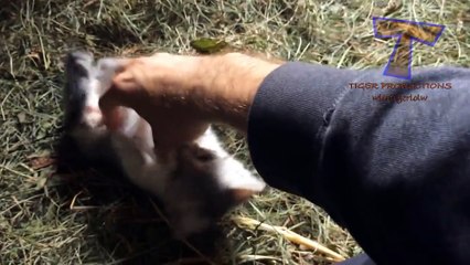 Cute little kittens - CUTENESS OVERLOAD