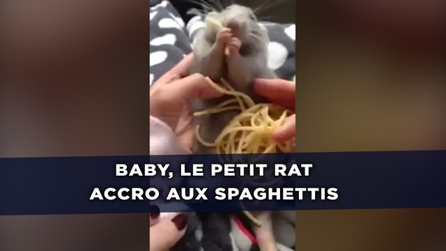 Baby, le petit rat accro aux spaghettis
