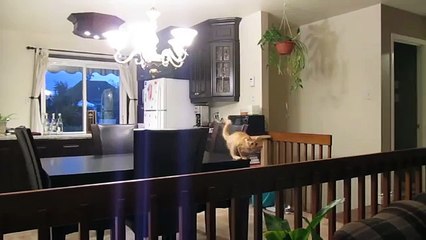 Try Not To Laugh Or Grin Watching This Challenge Impossible